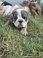 Cool, a female English Bulldog for sale in Murfreesboro, TN – 9 of 10