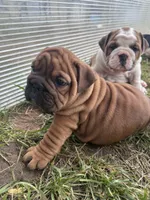 Sexy Red, a female English Bulldog for sale in Murfreesboro, TN – 8 of 8