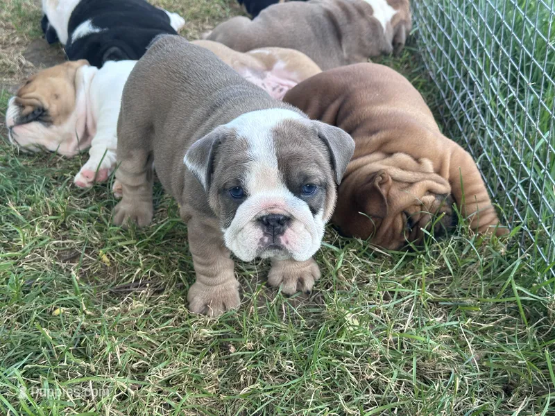 Cool – English Bulldog puppy for sale in Murfreesboro, TN