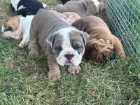 Cool, a female English Bulldog for sale in Murfreesboro, TN – 1 of 10