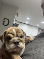 Sally, a female English Bulldog for sale in Murfreesboro, TN – 7 of 9