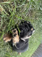 Panther Gurl, a female English Bulldog for sale in Murfreesboro, TN – 7 of 8