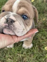 Sally, a female English Bulldog for sale in Murfreesboro, TN – 6 of 9