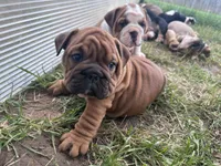 Sexy Red, a female English Bulldog for sale in Murfreesboro, TN – 6 of 8