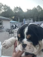 Bubba 7-3-26, a male English Bulldog for sale in Murfreesboro, TN – 9 of 10
