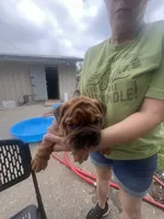 Sexy Red, a female English Bulldog for sale in Murfreesboro, TN – 4 of 8