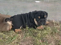 Panther Gurl, a female English Bulldog for sale in Murfreesboro, TN – 2 of 8