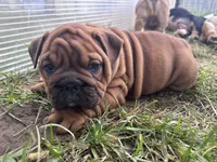 Sexy Red, a female English Bulldog for sale in Murfreesboro, TN – 2 of 8