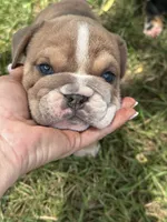 Sally, a female English Bulldog for sale in Murfreesboro, TN – 4 of 9