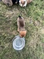 Big Red 7-3-26, a male English Bulldog for sale in Murfreesboro, TN – 6 of 10