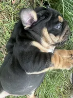 Panther Gurl, a female English Bulldog for sale in Murfreesboro, TN – 8 of 8