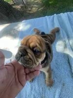 Big Red 7-3-26, a male English Bulldog for sale in Murfreesboro, TN – 3 of 10