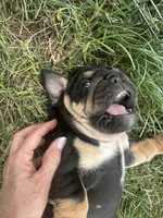 Panther Gurl, a female English Bulldog for sale in Murfreesboro, TN – 5 of 8