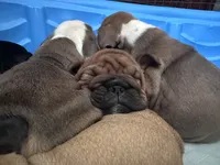 Sexy Red, a female English Bulldog for sale in Murfreesboro, TN – 5 of 8