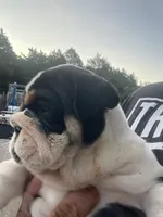 Bubba 7-3-26, a male English Bulldog for sale in Murfreesboro, TN – 10 of 10