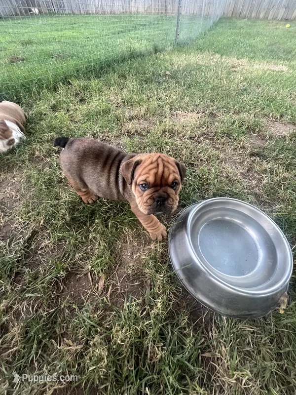 Big Red 7-3-26 – English Bulldog puppy for sale in Murfreesboro, TN