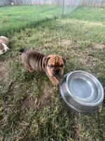Big Red 7-3-26, a male English Bulldog for sale in Murfreesboro, TN – 1 of 10