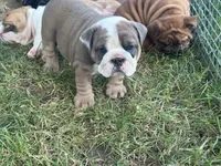 Cool, a female English Bulldog for sale in Murfreesboro, TN – 6 of 10