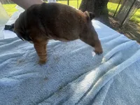 Big Red 7-3-26, a male English Bulldog for sale in Murfreesboro, TN – 10 of 10
