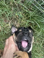 Panther Gurl, a female English Bulldog for sale in Murfreesboro, TN – 4 of 8