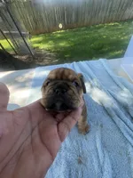 Big Red 7-3-26, a male English Bulldog for sale in Murfreesboro, TN – 7 of 10