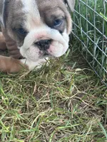 Cool, a female English Bulldog for sale in Murfreesboro, TN – 4 of 10