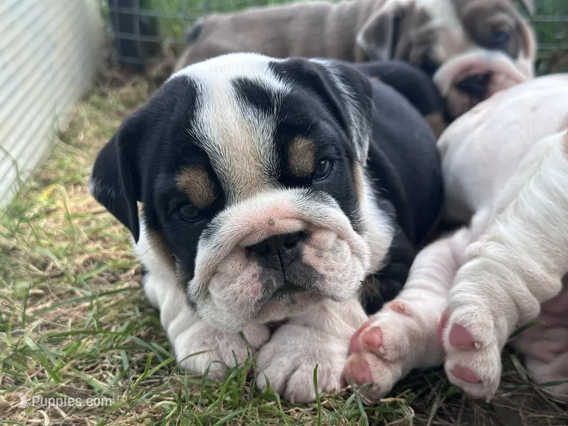 Bubba 7-3-26 – English Bulldog puppy for sale in Murfreesboro, TN