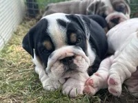 Bubba 7-3-26, a male English Bulldog for sale in Murfreesboro, TN – 1 of 10