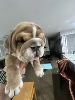 Sally, a female English Bulldog for sale in Murfreesboro, TN – 8 of 9