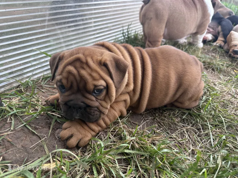 Sexy Red – English Bulldog puppy for sale in Murfreesboro, TN