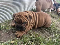 Sexy Red, a female English Bulldog for sale in Murfreesboro, TN – 1 of 8