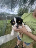 Bubba 7-3-26, a male English Bulldog for sale in Murfreesboro, TN – 3 of 10