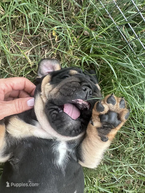 Panther  – English Bulldog puppy for sale in Murfreesboro, TN