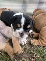 Bubba 7-3-26, a male English Bulldog for sale in Murfreesboro, TN – 8 of 10