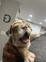 Sally, a female English Bulldog for sale in Murfreesboro, TN – 5 of 9