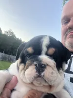Bubba 7-3-26, a male English Bulldog for sale in Murfreesboro, TN – 5 of 10