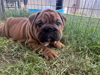 Sexy Red, a female English Bulldog for sale in Murfreesboro, TN – 3 of 8