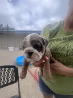Cool, a female English Bulldog for sale in Murfreesboro, TN – 8 of 10