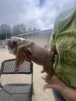 Cool, a female English Bulldog for sale in Murfreesboro, TN – 2 of 10