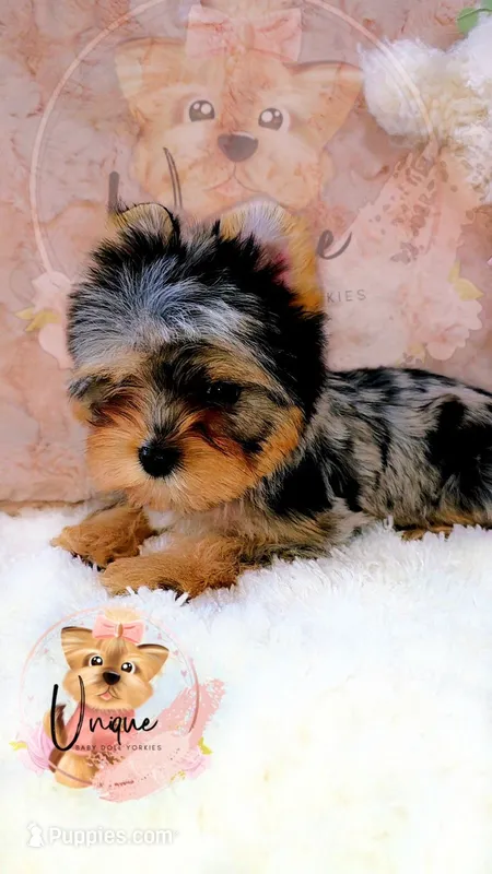 Starburst – Yorkshire Terrier puppy for sale in Byhalia, MS