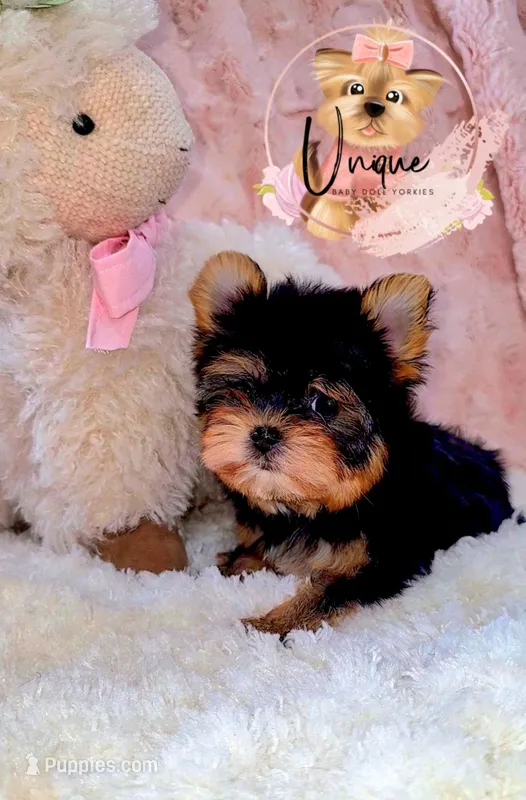 Snickers – Yorkshire Terrier puppy for sale in Byhalia, MS