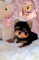 Snickers, a female Yorkshire Terrier for sale in Byhalia, MS – 1 of 2