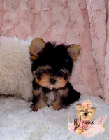 Snickers, a female Yorkshire Terrier for sale in Byhalia, MS – 2 of 2