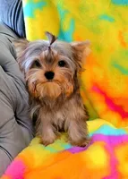 Reeses, a male Yorkshire Terrier for sale in Byhalia, MS – 2 of 5