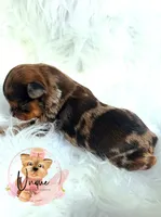 Koko, a male Yorkshire Terrier for sale in Byhalia, MS – 2 of 2