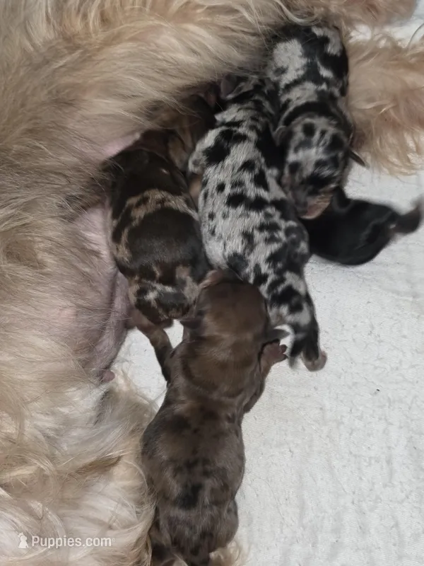 Koko, a male Yorkshire Terrier for sale in Byhalia, MS – Photo 1 of 1