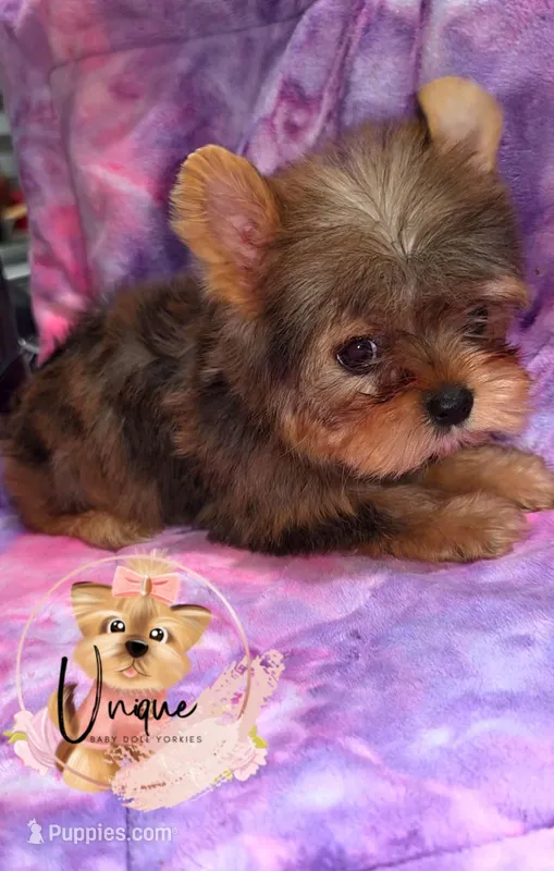 Reese – Yorkshire Terrier puppy for sale in Byhalia, MS