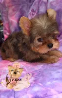 Reese, a male Yorkshire Terrier for sale in Byhalia, MS – 1 of 2