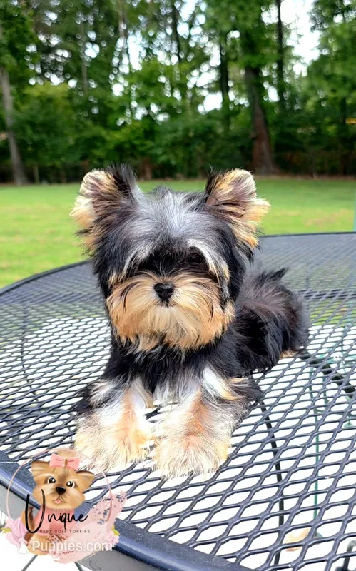 Snickers – Yorkshire Terrier puppy for sale in Byhalia, MS
