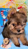 Coachella, a female Yorkshire Terrier for sale in Byhalia, MS – 3 of 3